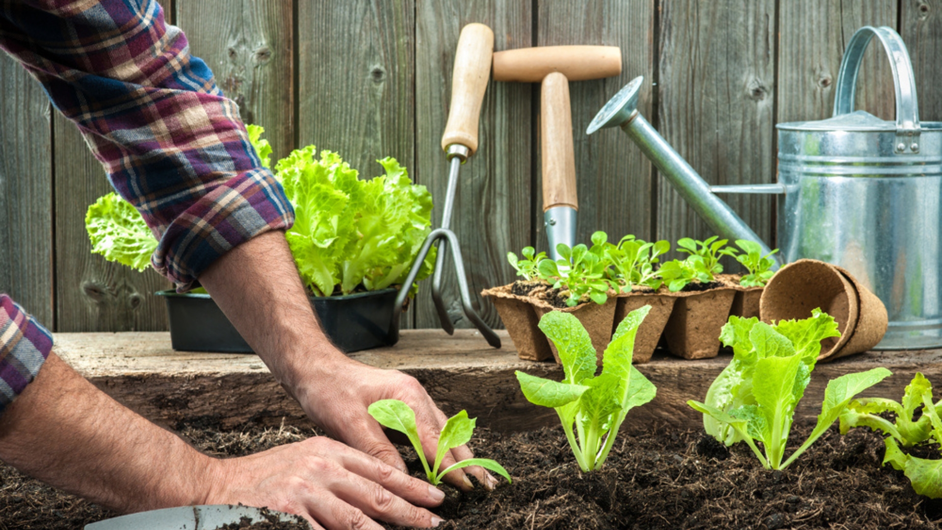 transplanting lettuce