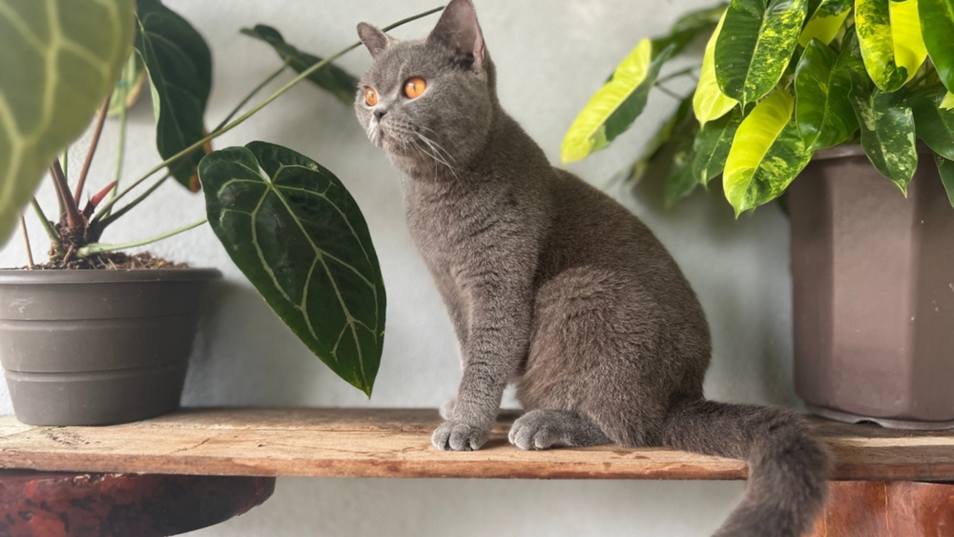 cats and housplants