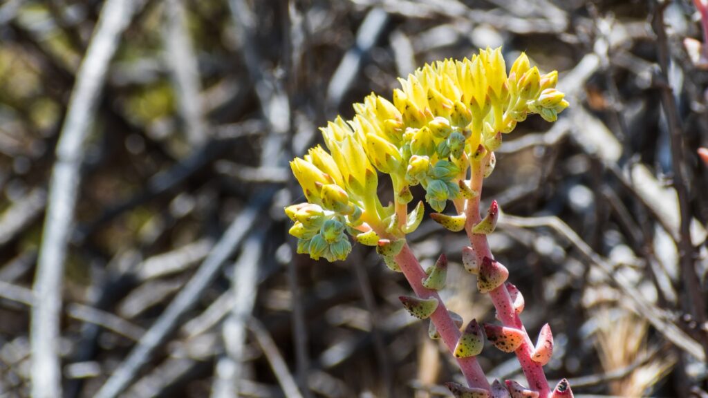 Dudleya Pulverulenta