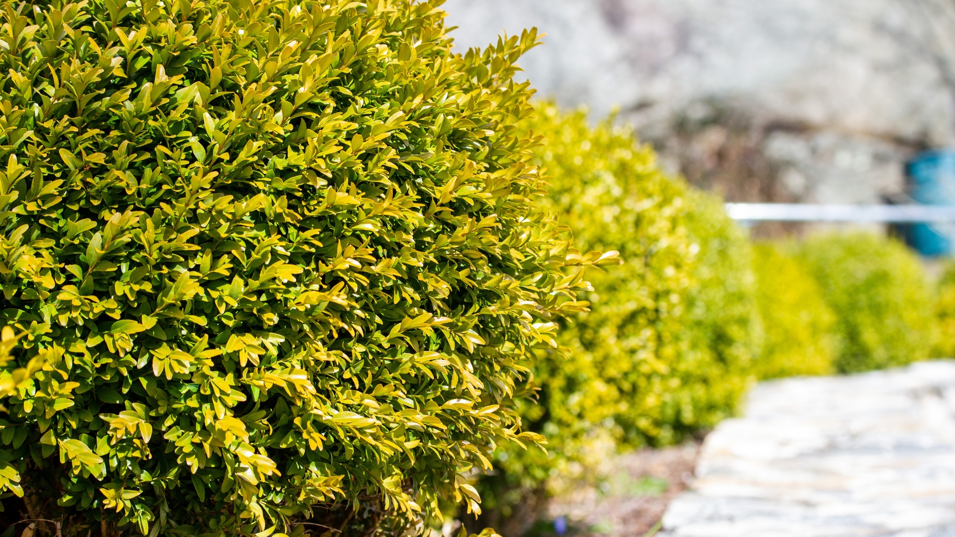 dwarf boxwood
