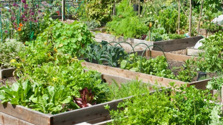 raised bed garden