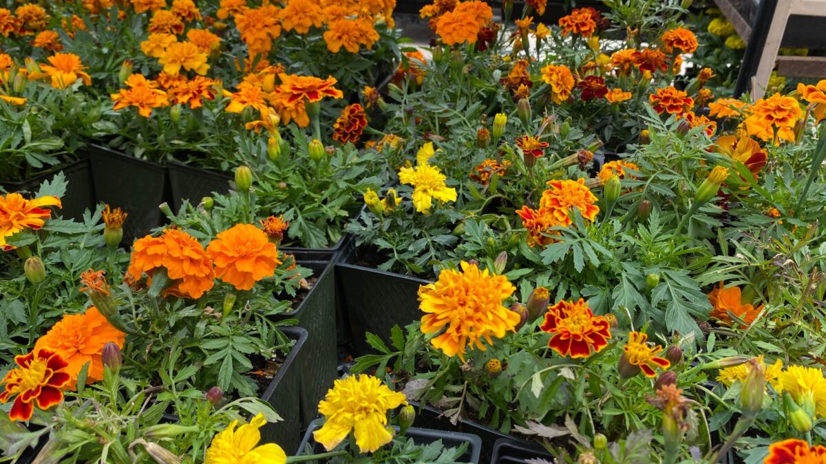 18 Annuals To Plant Now For Spring And Summer Blooms (And The Secret To ...