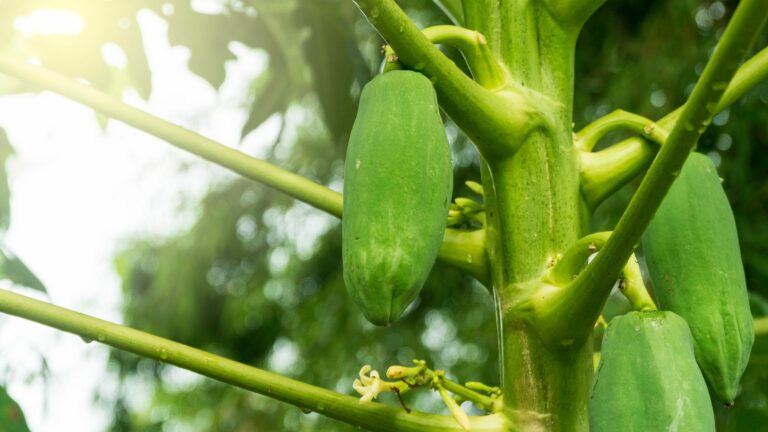 Papaya fruit growing on a papaya tree