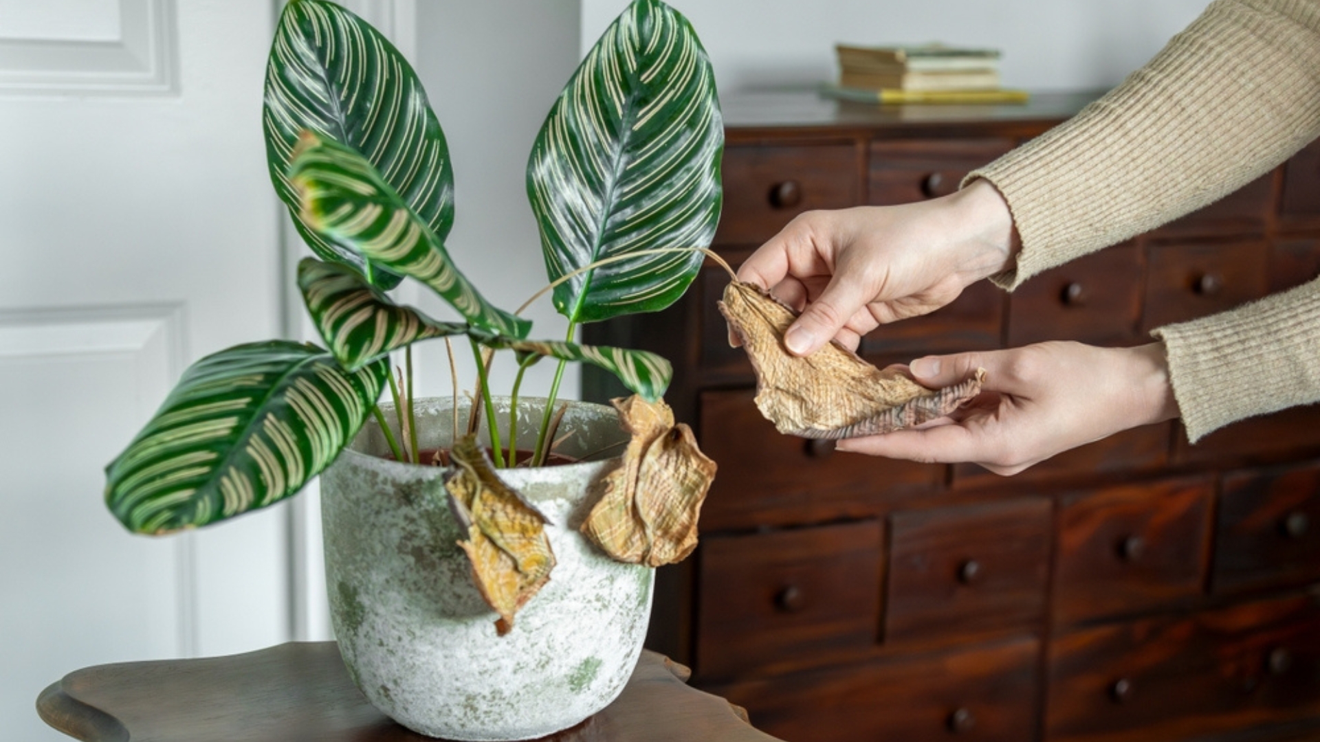 calathea leaves wilting