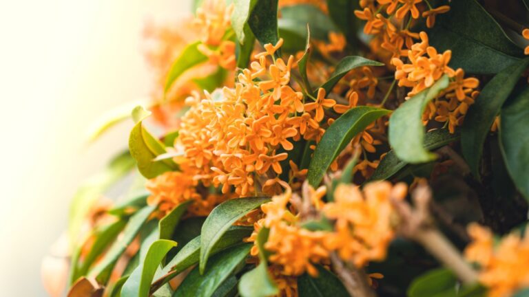 orange osmanthus plant