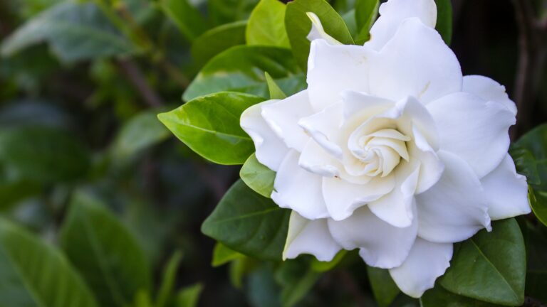 Gardenia flowers