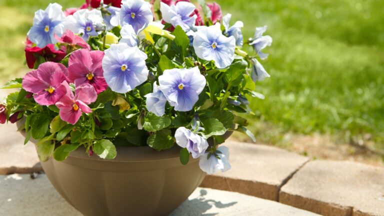 Potted Flowers - Pansies