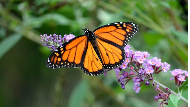 Butterfly on a wildflower
