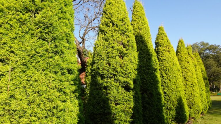 Green Giant Arborvitae