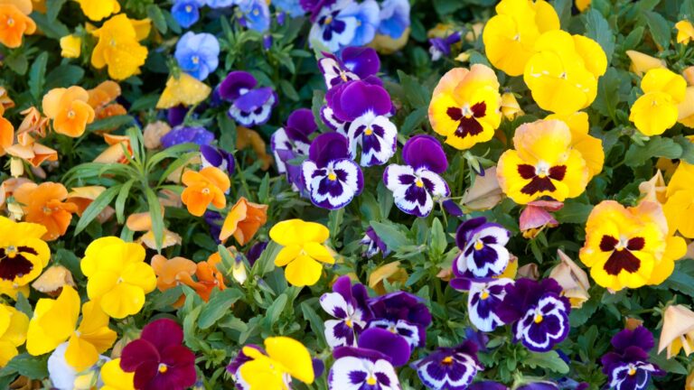 Pansy