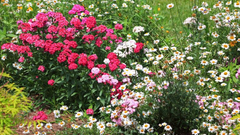 Dianthus companion plants