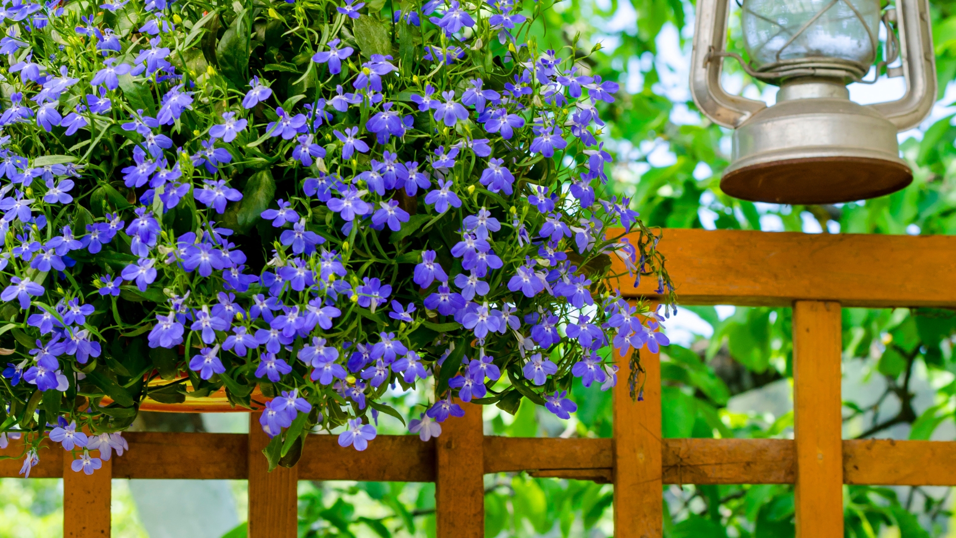 20 Beautiful Shade Flowers For Pots (And 5 That Won’t Thrive Without Sunlight)