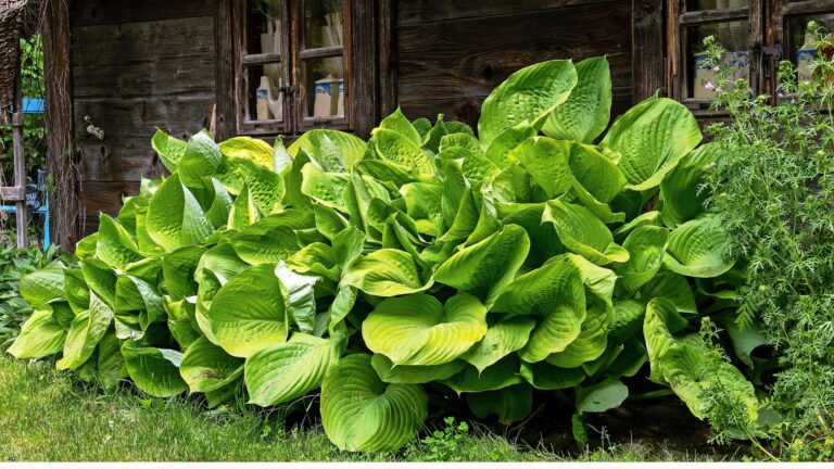 Hosta in front of a house