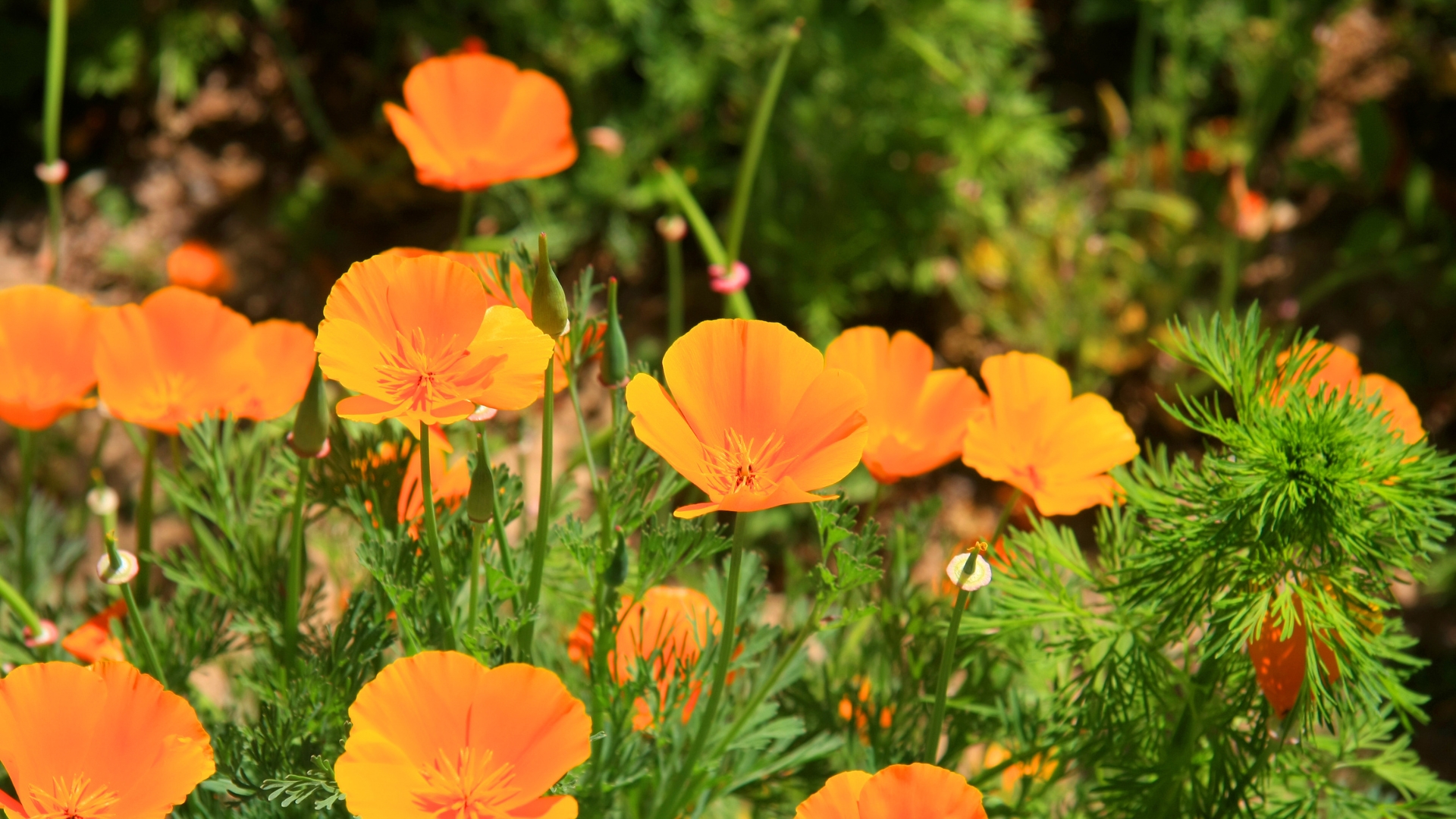 california poppy