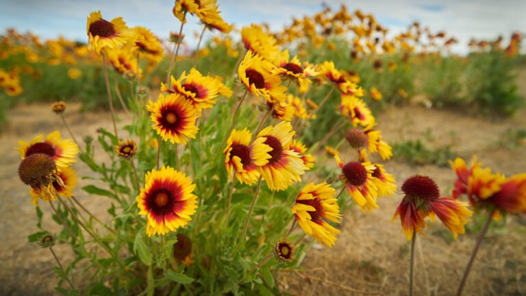 blanket flowers