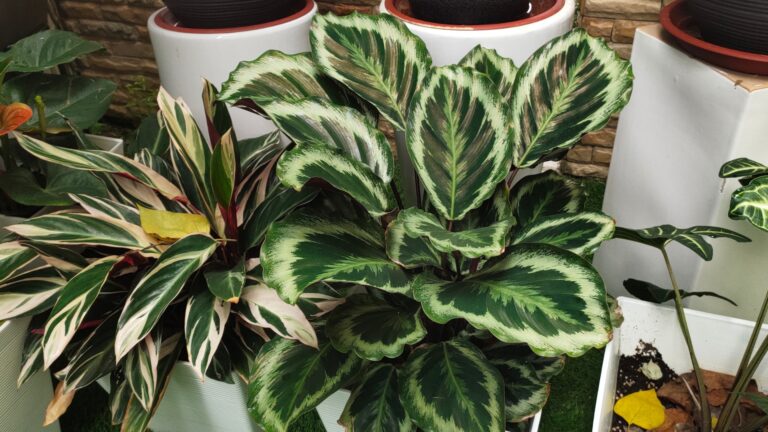 Calathea in home garden