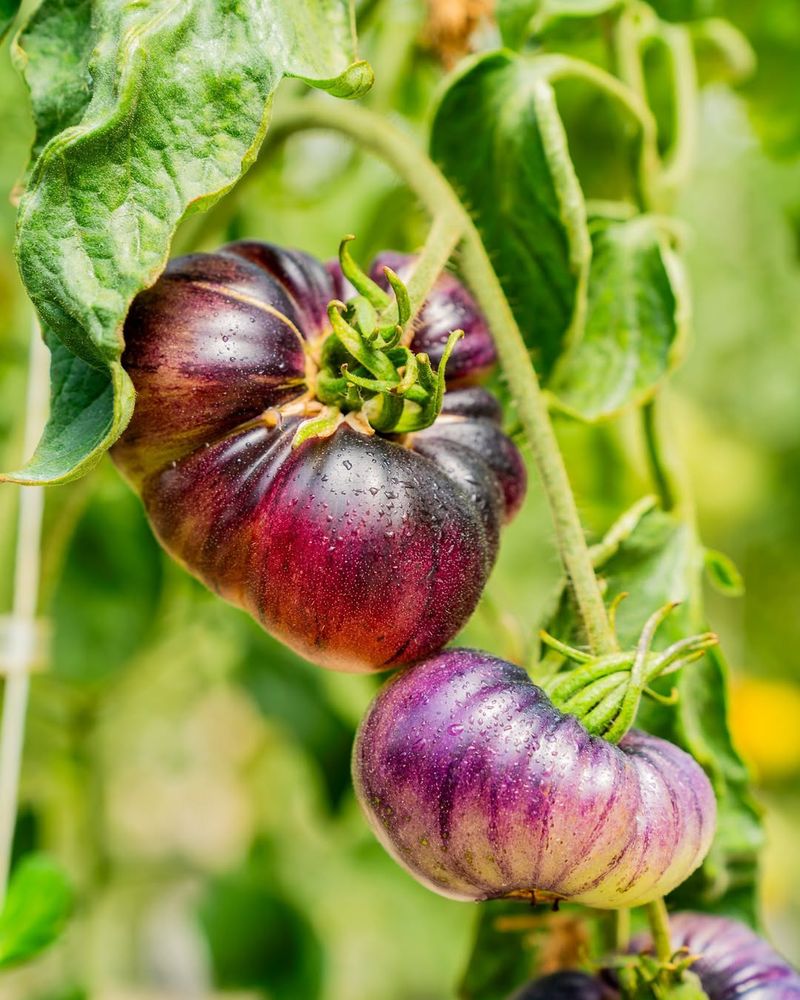 Heirloom Tomatoes