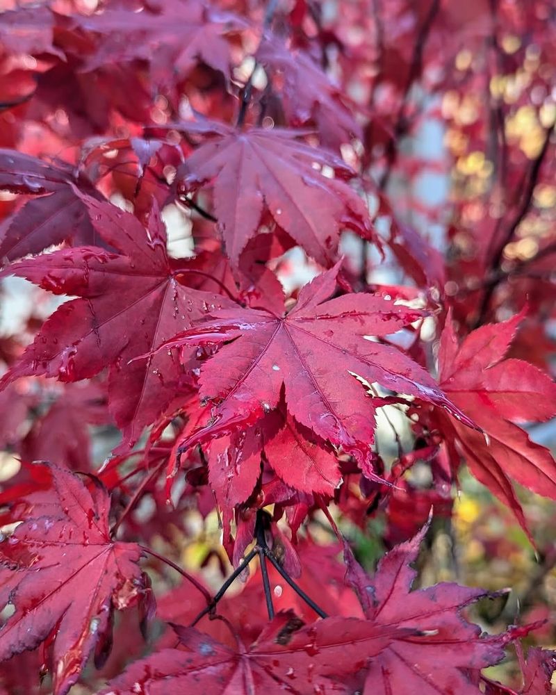 Japanese Maple (Acer Palmatum)