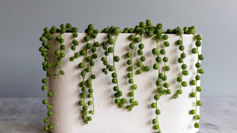 String of pearls plant spill over the sides of a beautiful planter