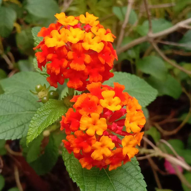 Texas Lantana (Lantana urticoides)