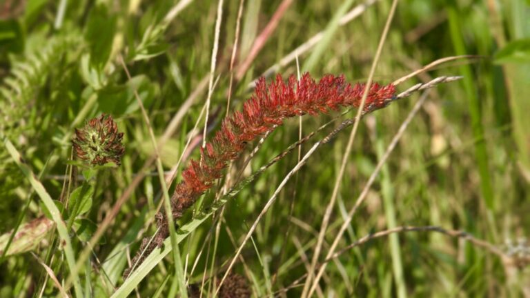 creeping red fescue grass