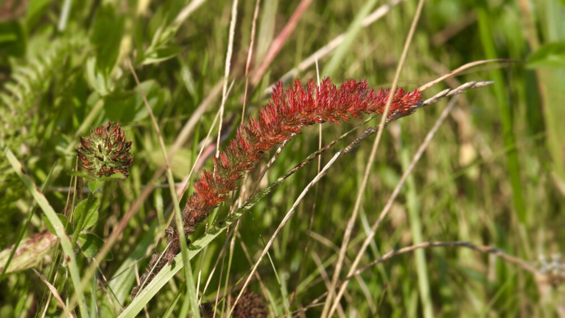 creeping red fescue grass