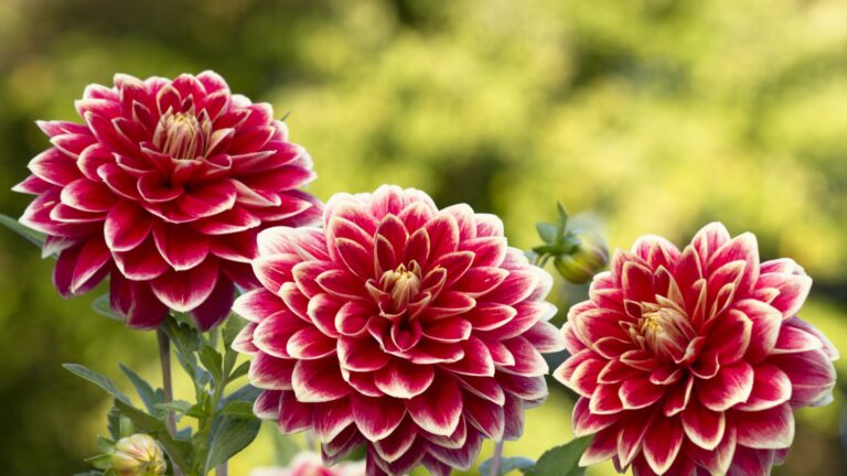 dahlia blooms