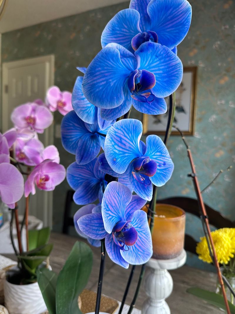 Blue Veil Orchid