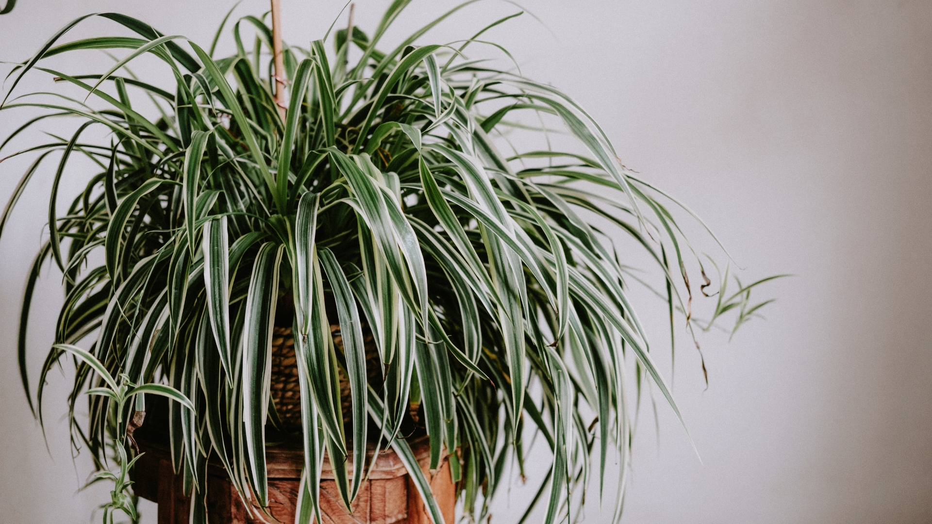 spider plant indoors