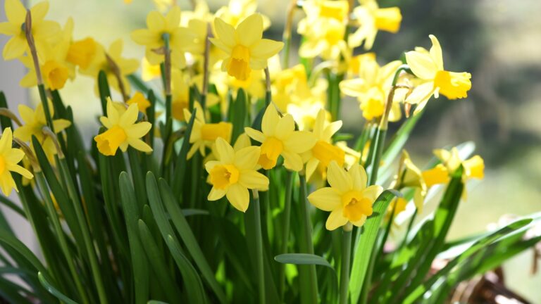 Daffodils
