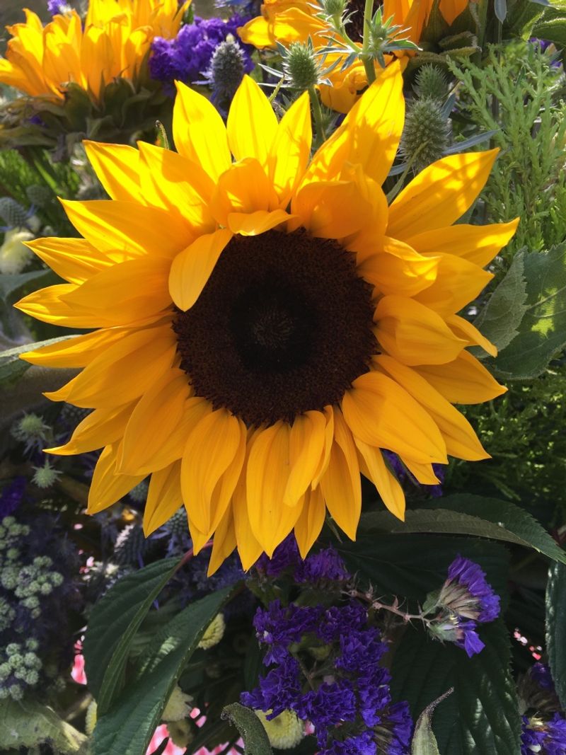 Sunflower and Lavender Combo