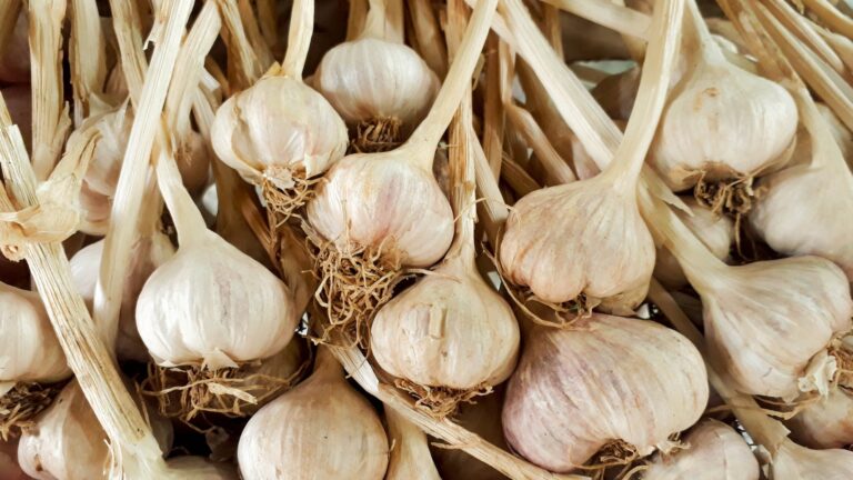 garlic