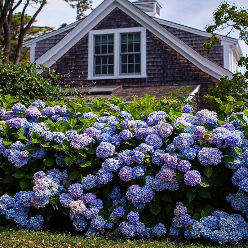 Hydrangeas only bloom in the summer.