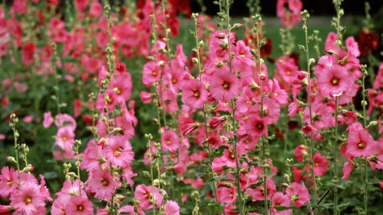 Hollyhocks