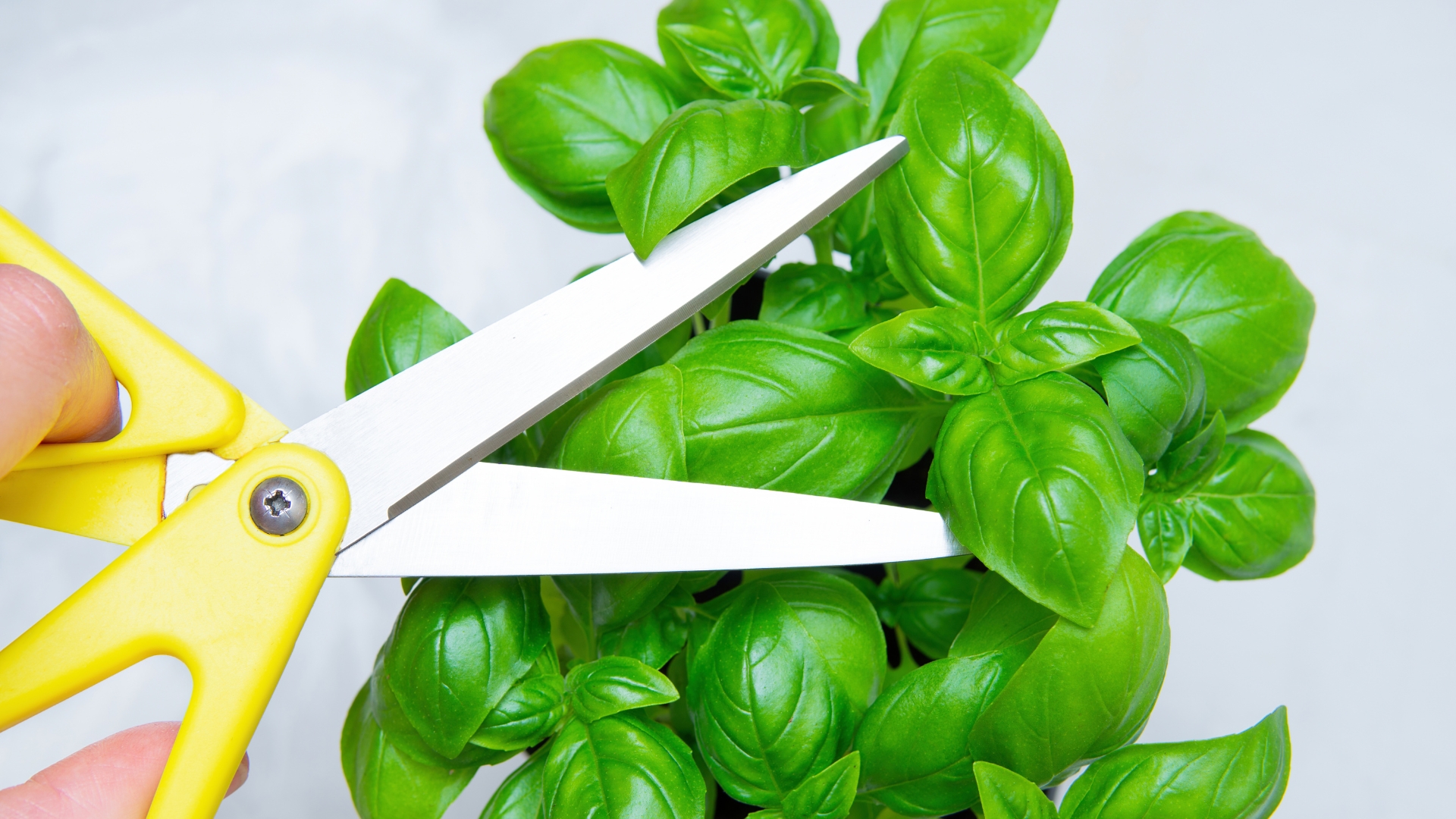 pruning basil