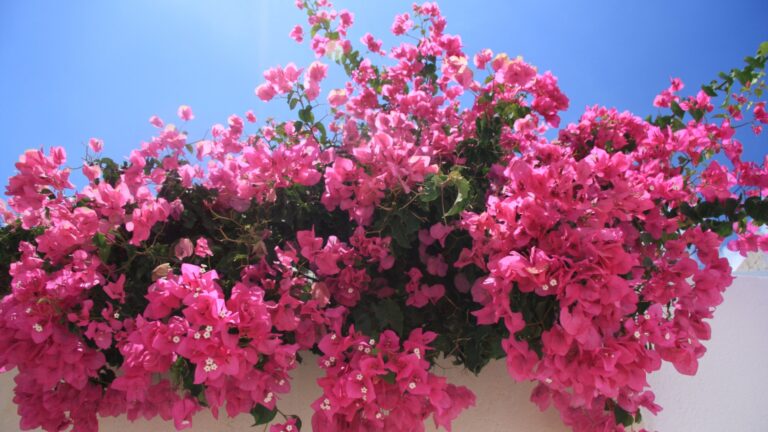 bougainvillea