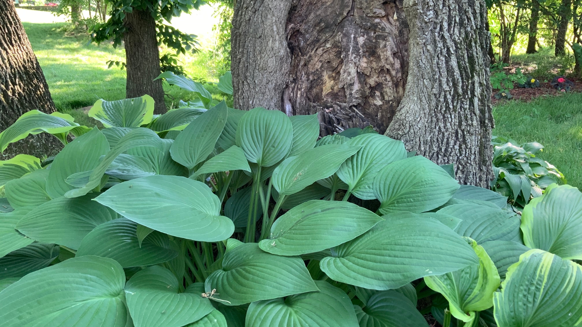 20 Easy-To-Grow Ground Cover Plants That Thrive Around Tree Roots (And A Few You Didn’t See Coming)