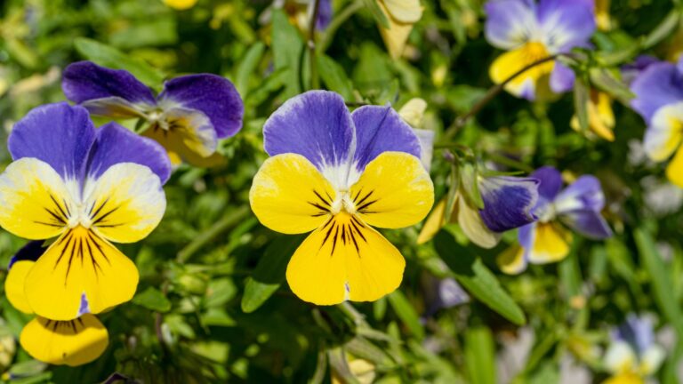violas