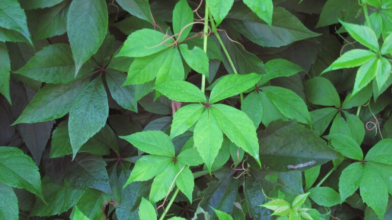 Virginia creeper