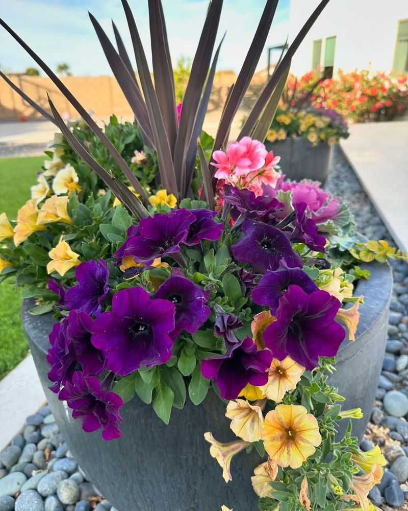 Petunias