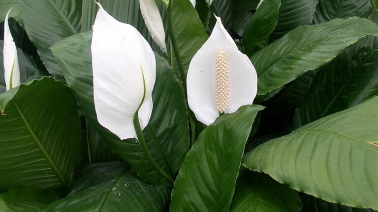 peace lily