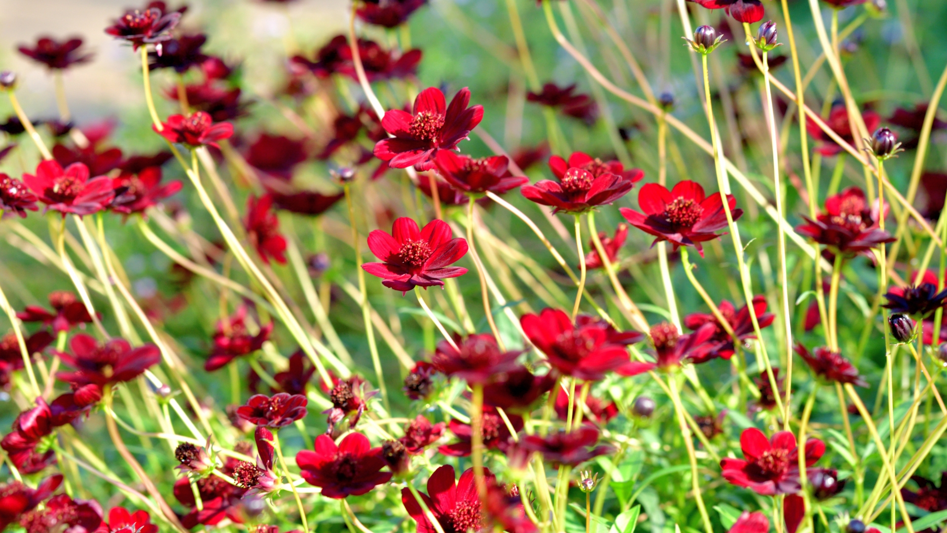 chocolate cosmos