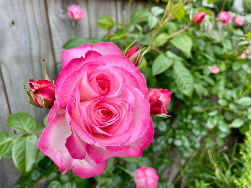 Roses (Rosa spp.)