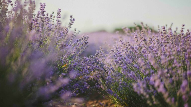 lavender blooms