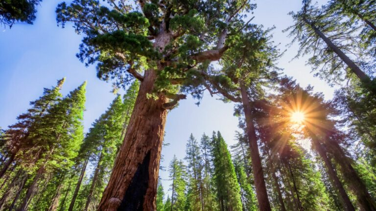 grizzly giant tree