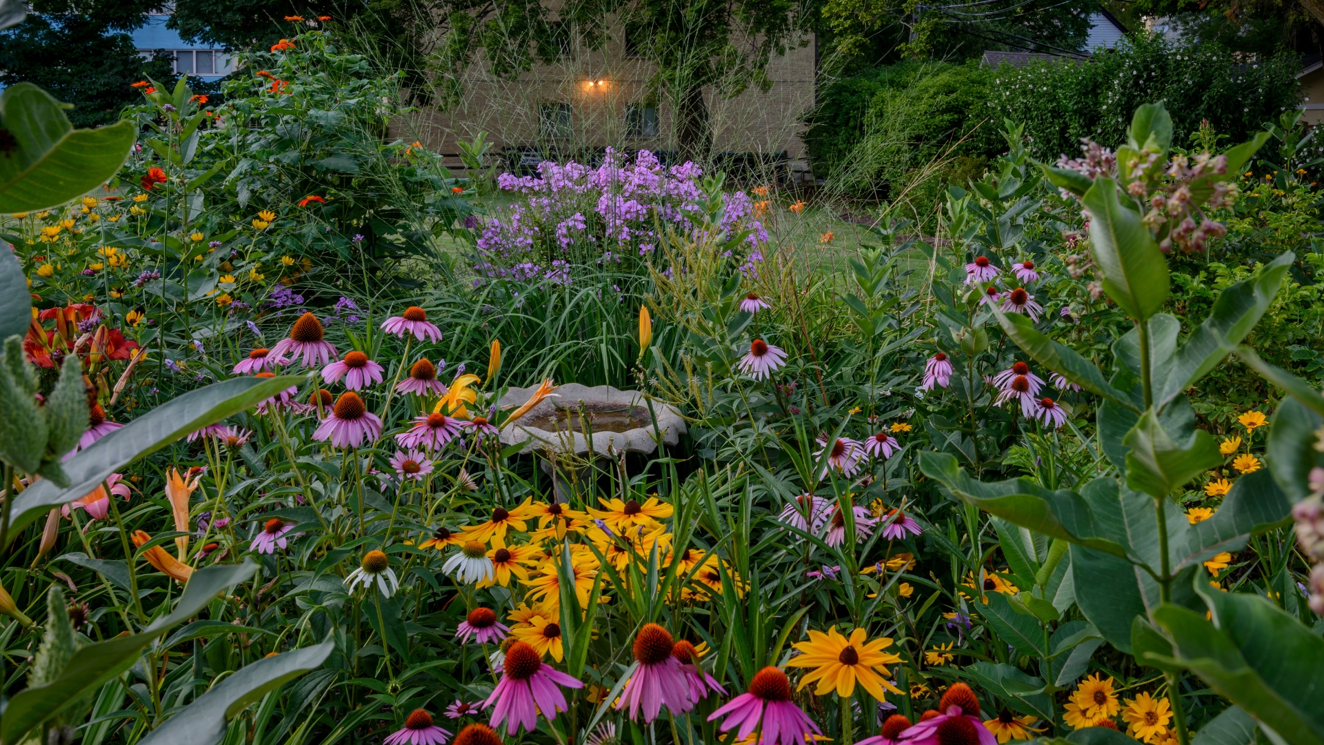 Perennials in the garden