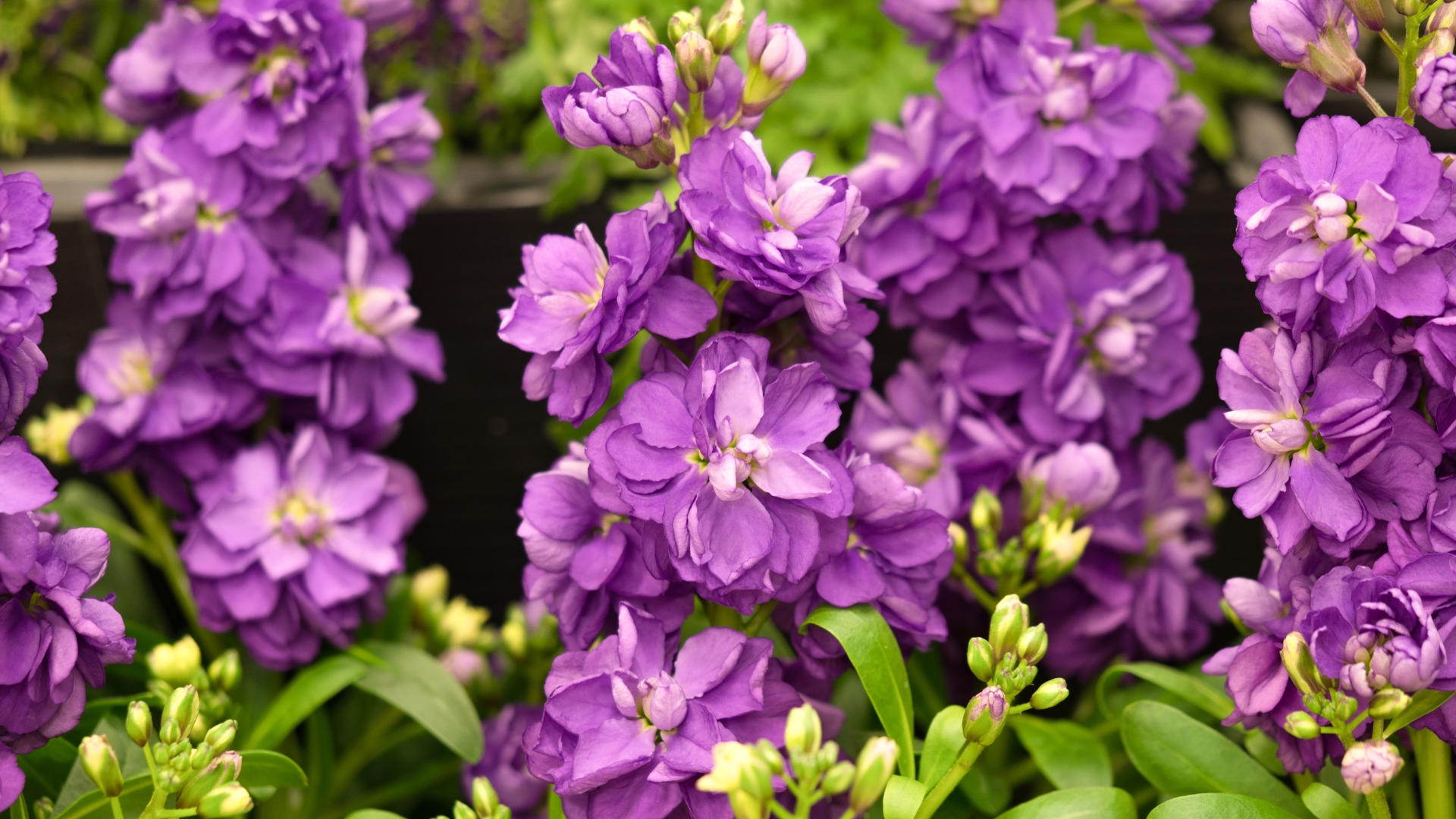 stock flower in bloom