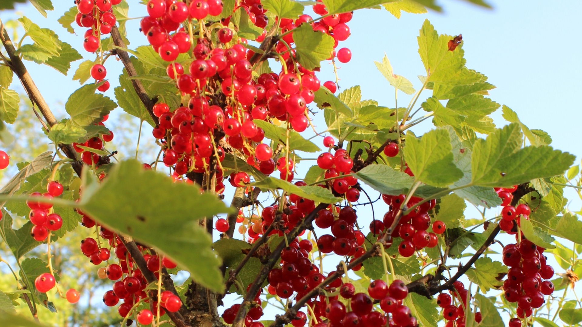 20 Fruits You Can Grow in Small Spaces — With Even More Tasty Surprises Ahead