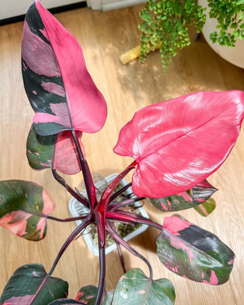 Pink Princess Philodendron