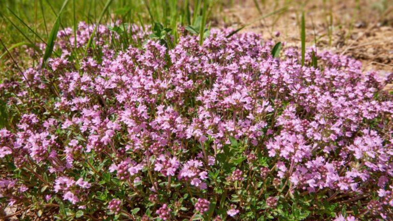 creeping thyme plant
